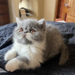 Exotic Shorthair Kings & Queens - King Mordecai