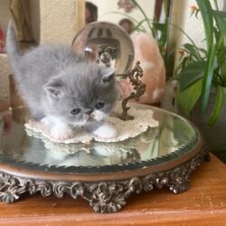 Exotic Shorthair Kings & Queens - King Mordecai