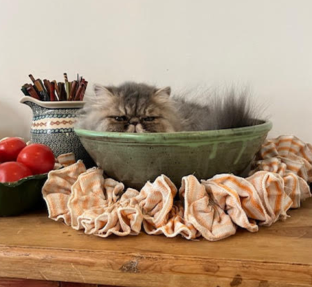 Exotic Shorthair and Longhair kittens