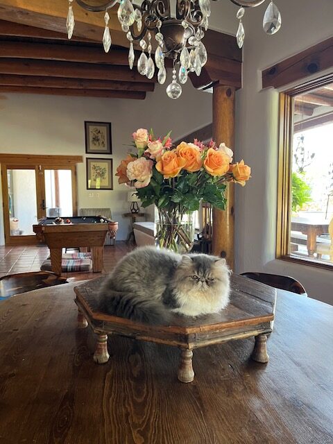 Exotic Shorthair kings & queens - Queen Maggie