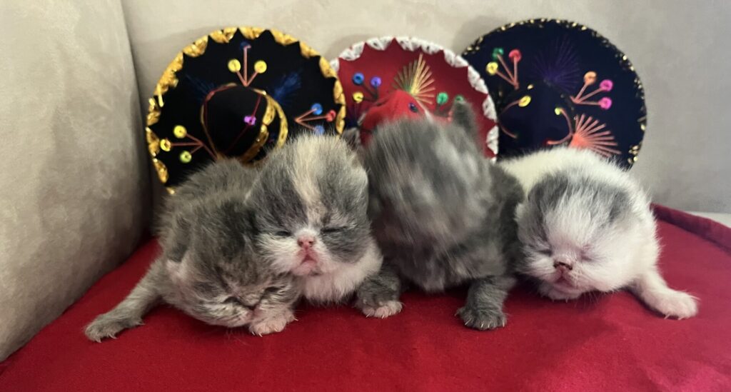 Exotic Shorthair kittens for sale