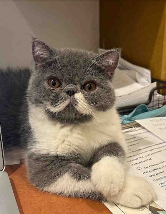 Exotic Shorthair Kings & Queens - King Mordecai